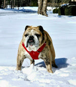 Dozer
