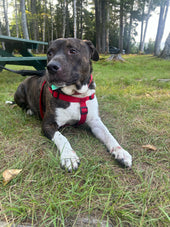 Koda