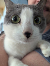 Chichi