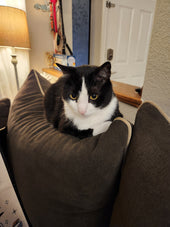 Oliver