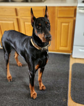 Odin