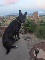 Frida 