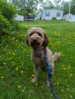 Daisy