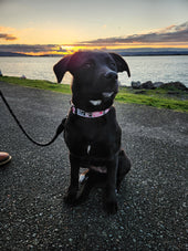 Piper