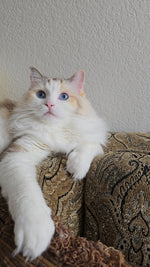 Nomi