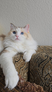 Nomi