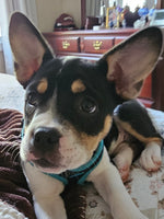 Sadie