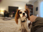 Josie