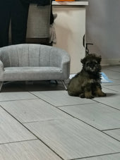 Coco