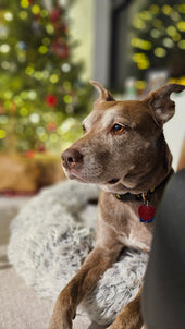 Kona