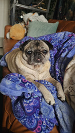 Phoebe 