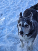 Kodiak