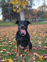 Koda