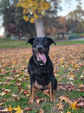 Koda