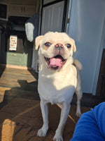 Josie 