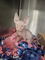 Beerus