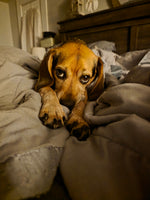 Finnegan 