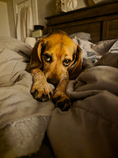 Finnegan 