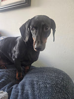 Rockee
