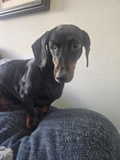 Rockee