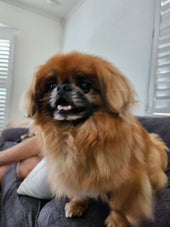 Merlin
