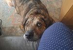 Tucker