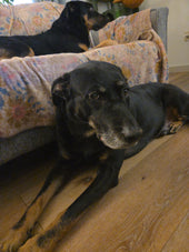 Echo