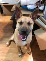 Duke