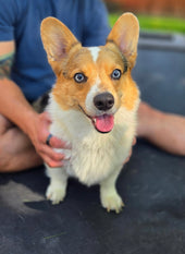 Meeko