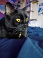 Mr. Midnight