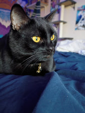 Mr. Midnight