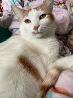 Phoebe