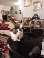 Chico