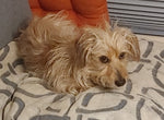 Vito