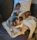 Toby