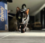 Bagheera 