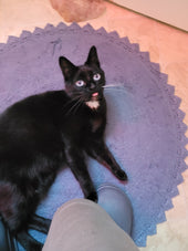 Miss Kitty Fantástico 