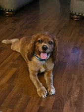 Graham
