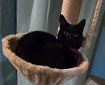 Jinxy