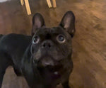 Bosco