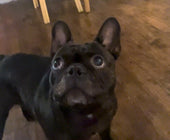 Bosco