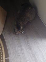 Kitty