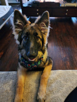 Apollo
