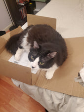 Ninja