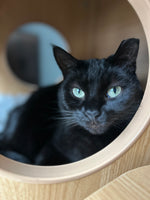 Salem