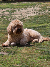 Benny
