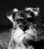 Polly