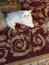GiGi