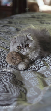 Winston