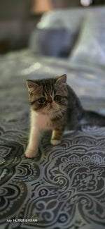 Walter